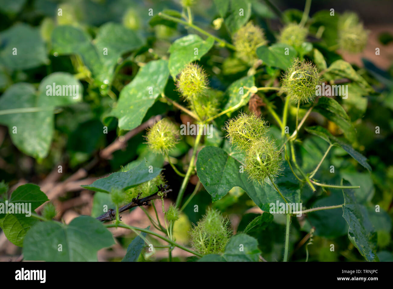 Matières premières fraîches fruits poilue gros plan de passiflore fétide, Scarletfruit passiflore, fleur de la passion (Passiflora puant Foetida) Banque D'Images
