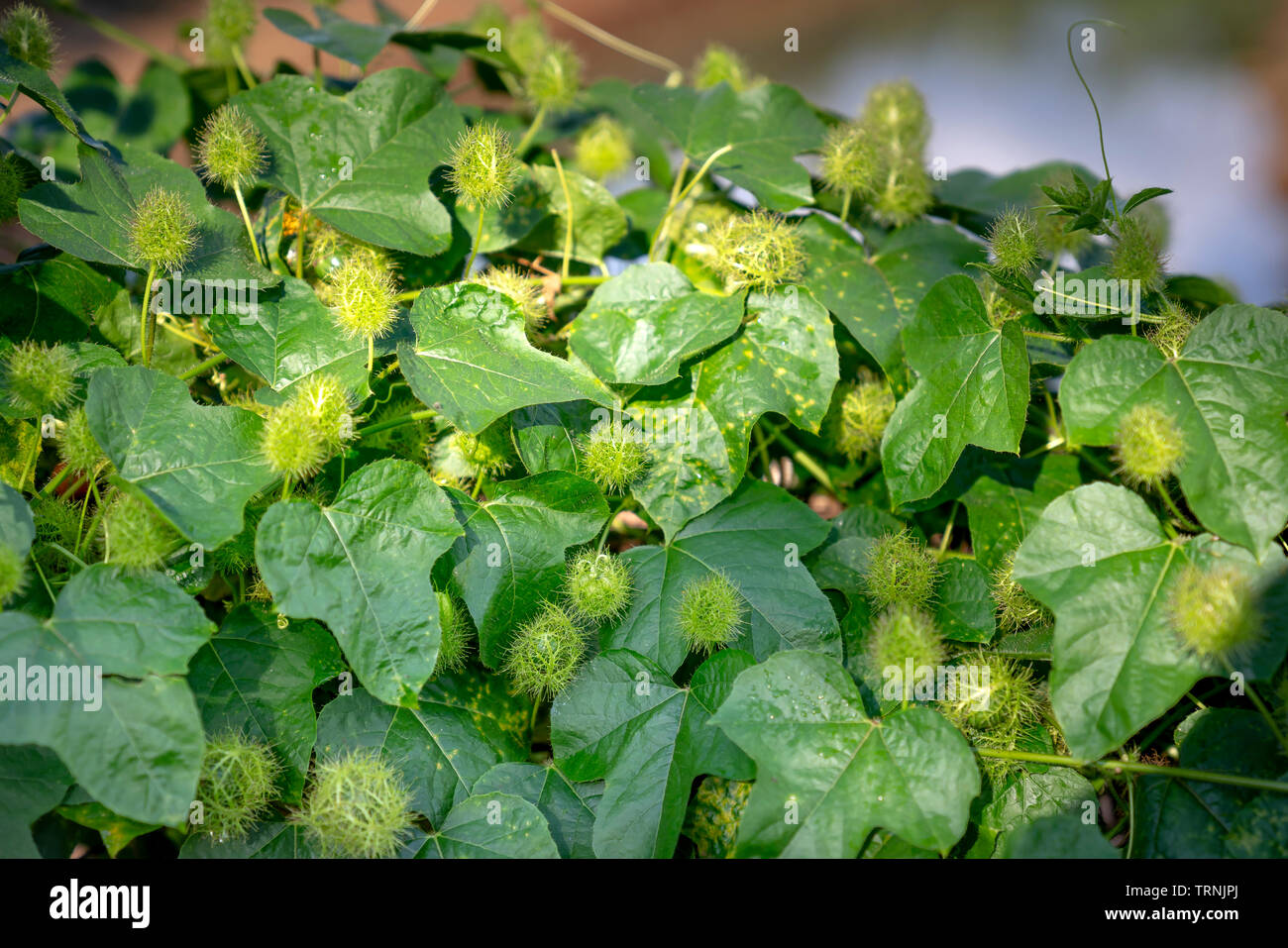 Matières premières fraîches fruits poilue gros plan de passiflore fétide, Scarletfruit passiflore, fleur de la passion (Passiflora puant Foetida) Banque D'Images