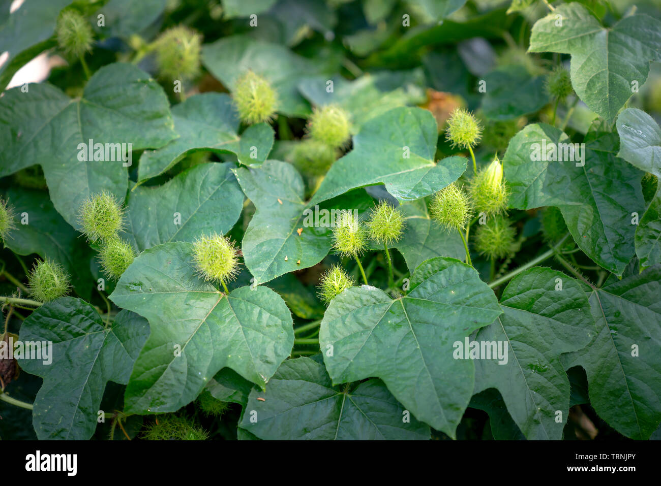 Matières premières fraîches fruits poilue gros plan de passiflore fétide, Scarletfruit passiflore, fleur de la passion (Passiflora puant Foetida) Banque D'Images