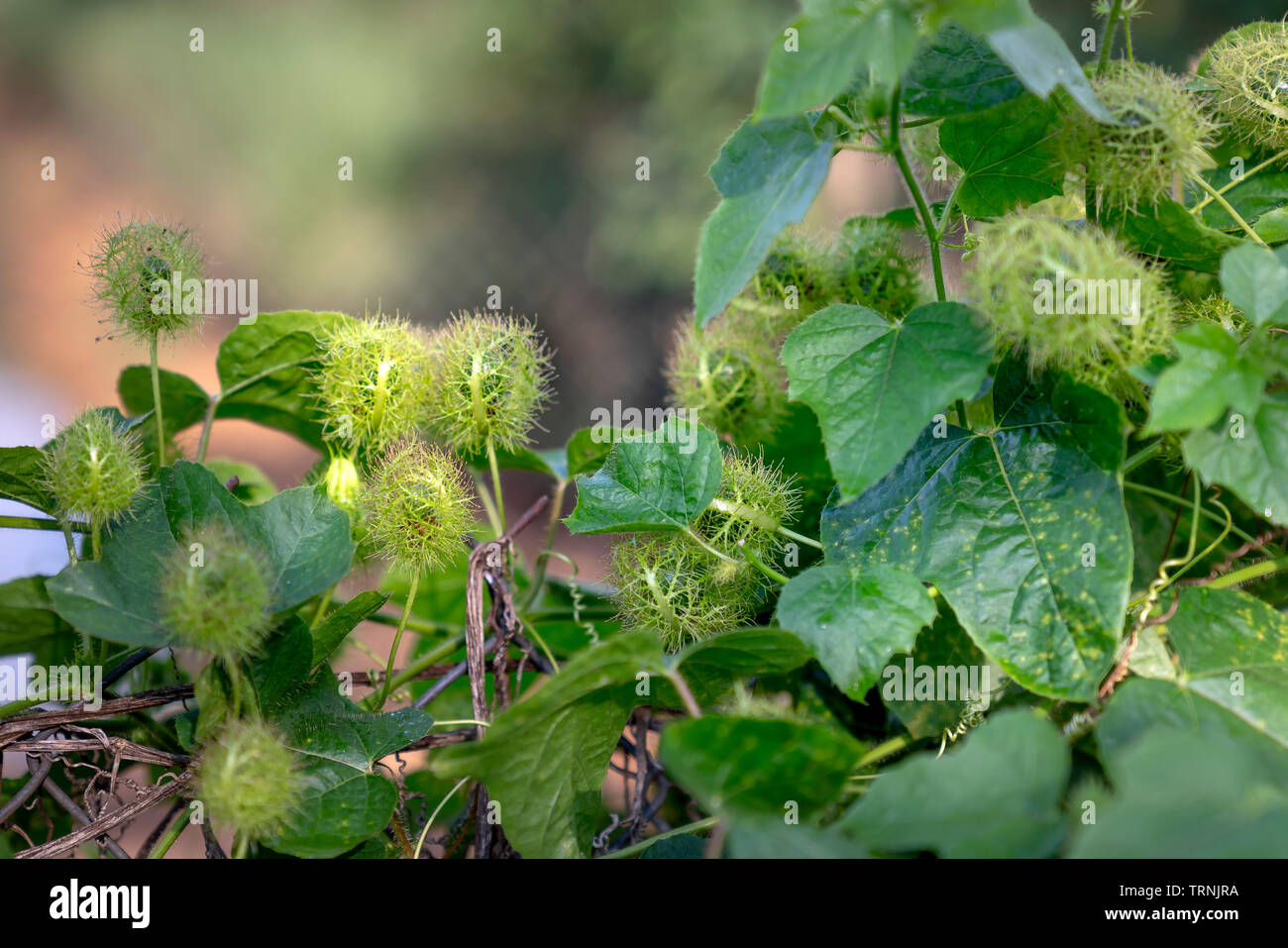 Matières premières fraîches fruits poilue gros plan de passiflore fétide, Scarletfruit passiflore, fleur de la passion (Passiflora puant Foetida) Banque D'Images