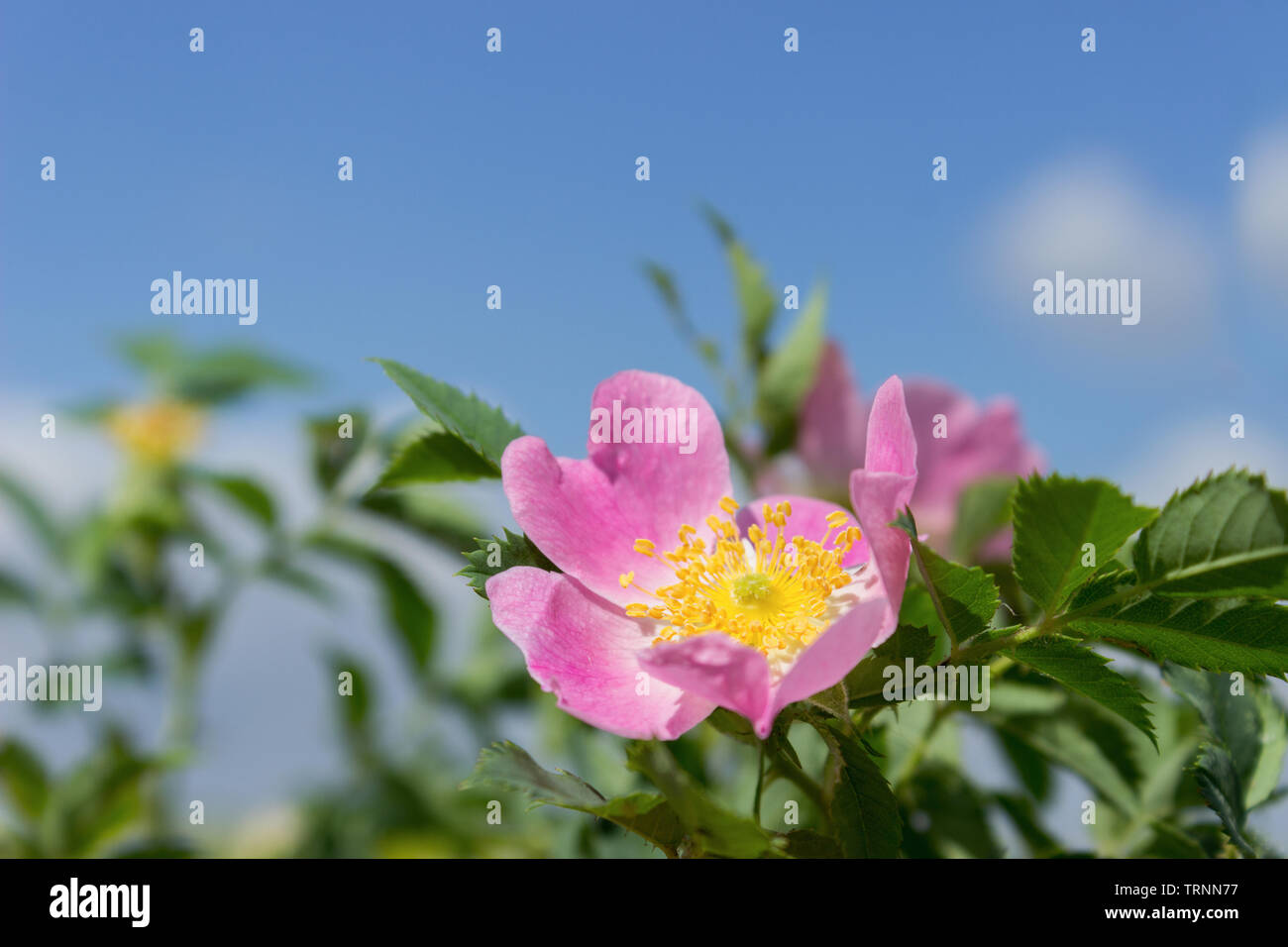 Wild rose sur un buisson, Close up Banque D'Images