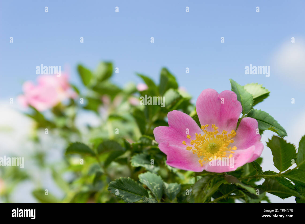 Wild rose sur un buisson, Close up Banque D'Images