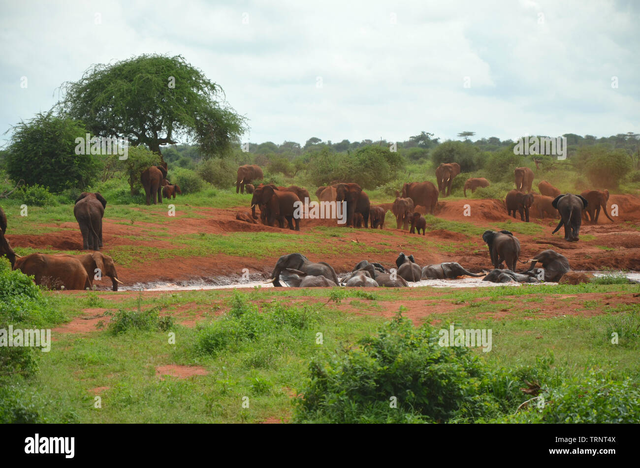 Red Elefant troupeau ayant baignoire dans l'eau trou dans l'Ouest de Tsavo Kenya Safari Afrique Banque D'Images