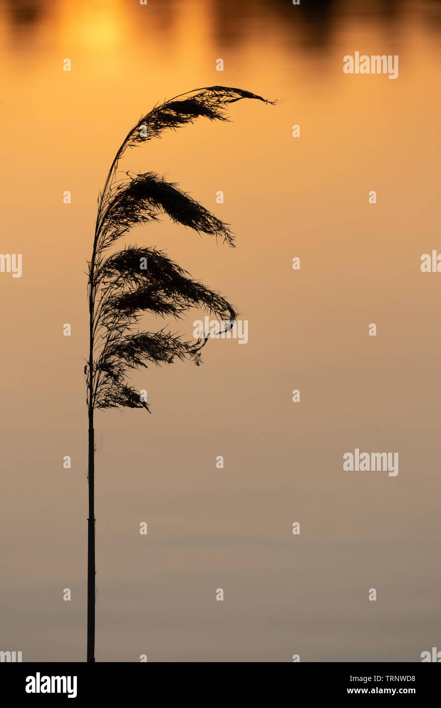 Au coucher du soleil Reed réflexion sur l'eau Banque D'Images