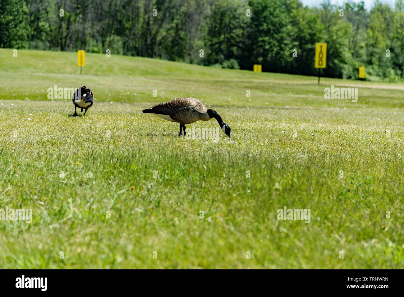 Oies sur un practice de golf Banque D'Images