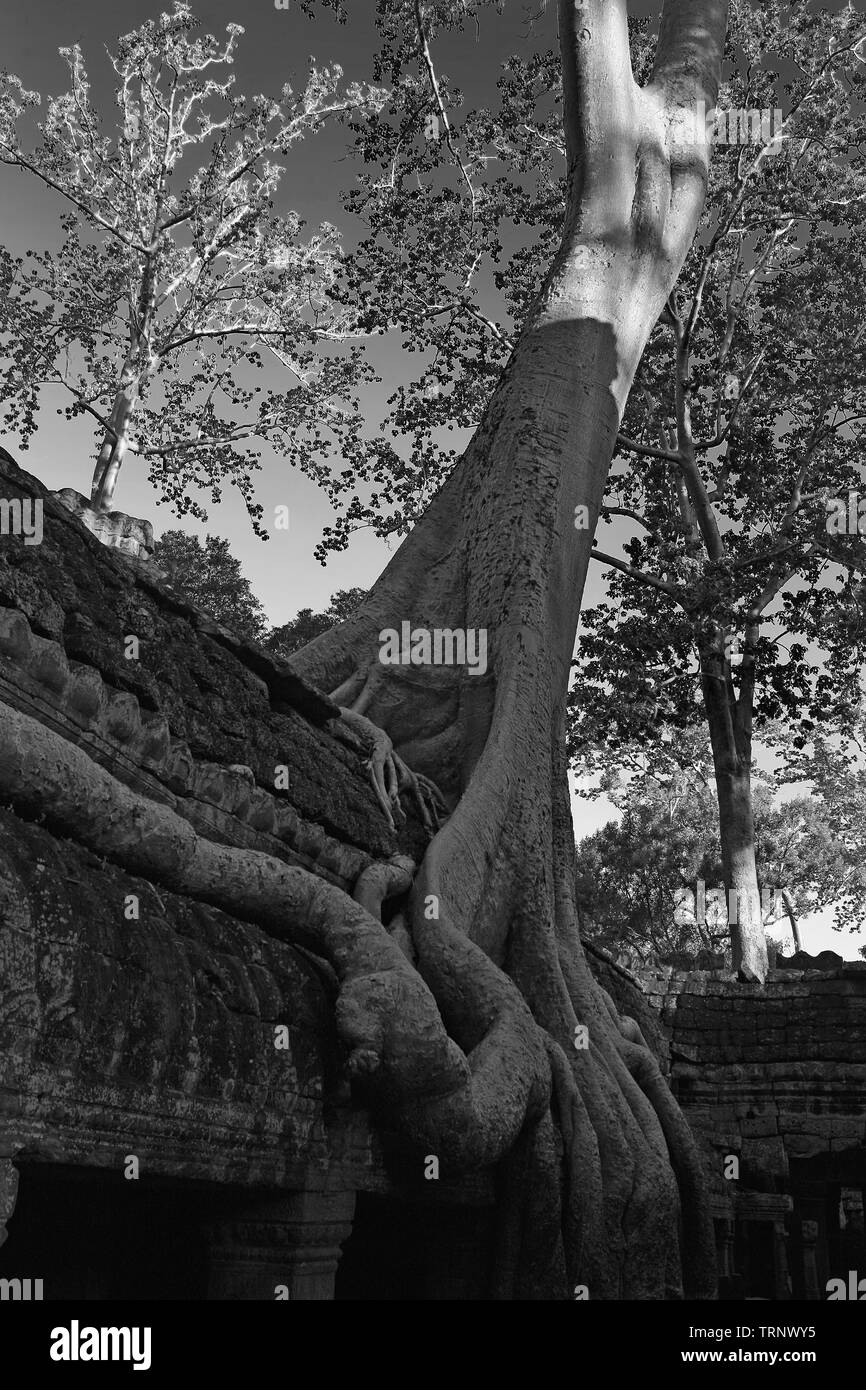 Racines de Tetrameles nudiflora envahir un mur de la cour intérieure, Ta Prohm, Angkor, Siem Reap, Cambodge. Version noir et blanc Banque D'Images