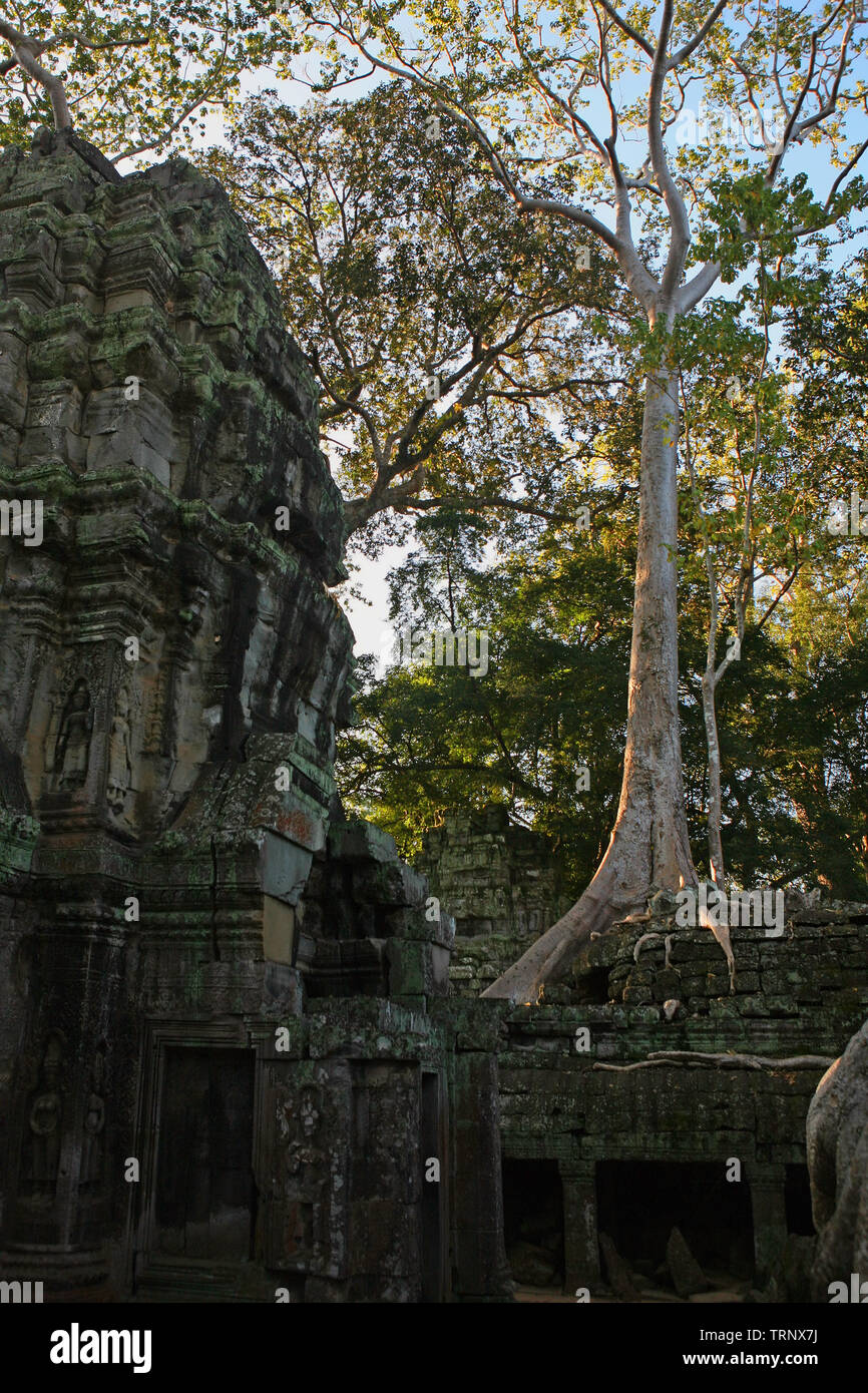 Racines de Tetrameles nudiflora envahir un mur de la cour intérieure, Ta Prohm, Angkor, Siem Reap, Cambodge Banque D'Images
