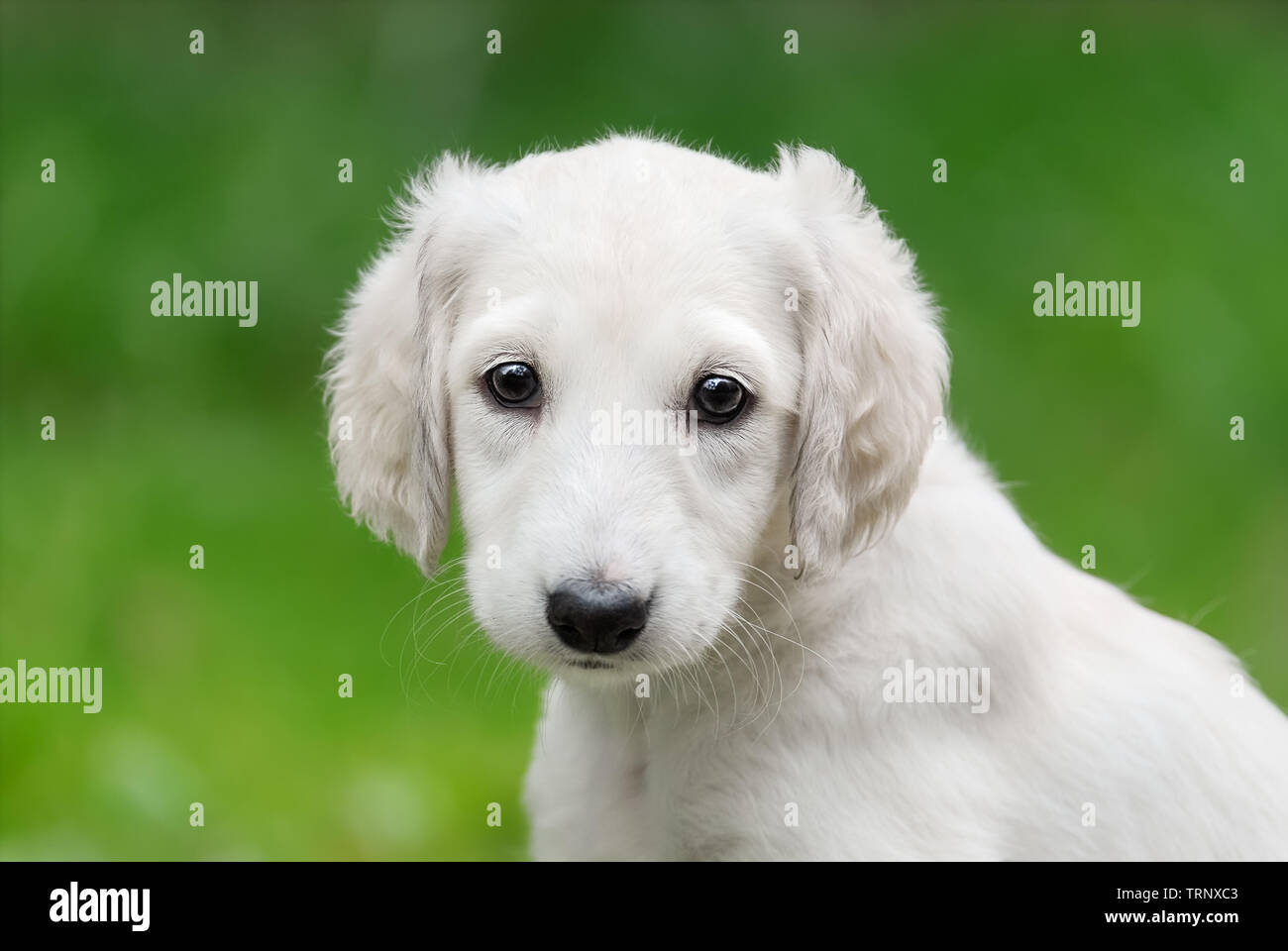 Jeune Saluki (lévrier persan) chiot avec une robe de couleur claire, portrait d'un mignon bébé chien assis dans un pré vert, curieusement à l'échelle avec e Banque D'Images