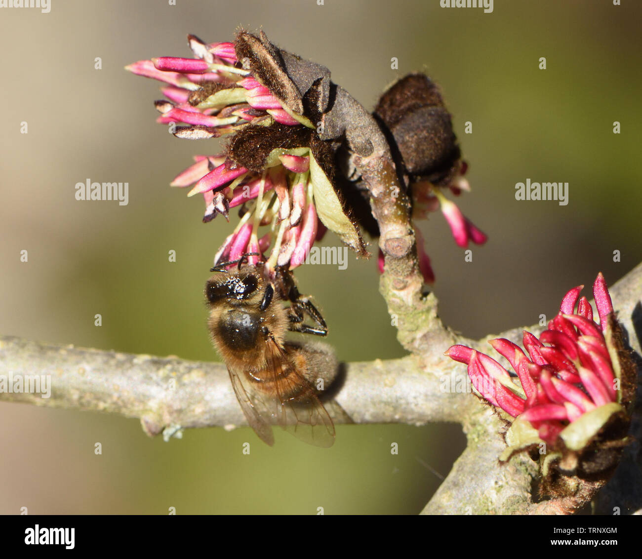 Précoce pour une abeille (Apis mellifera) en février sur ironwood Perse (Parrotia persica) la collecte du pollen des fleurs d'un nectar de amd t Banque D'Images