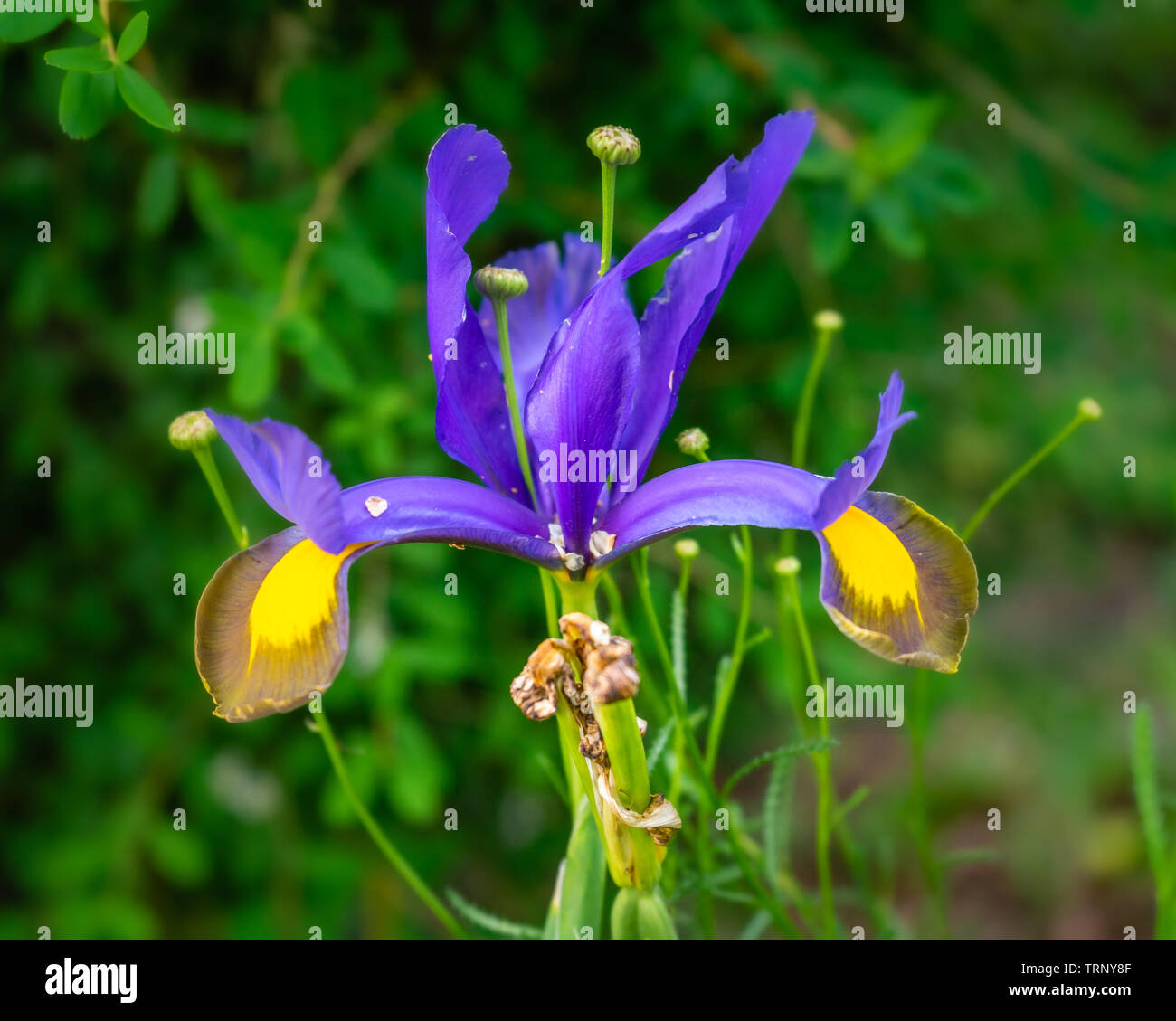 Gros plan du bleu au violet des pétales d'un Iris xiphium plante ou plus communément connu sous le nom de l'espagnol au cours de l'Iris juin dans le sud de l'Angleterre, Royaume-Uni Banque D'Images