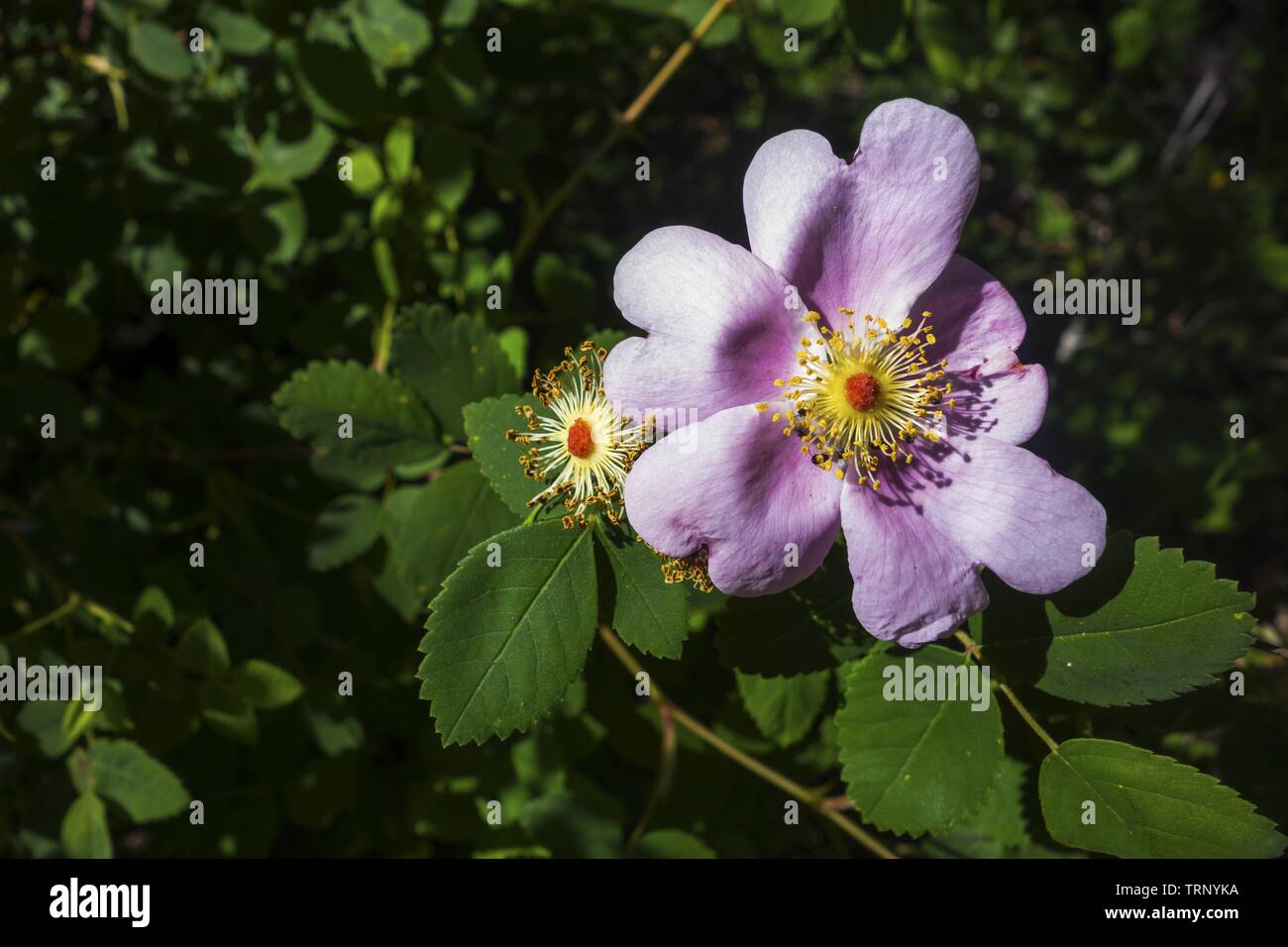 Belle Virginia Rose Wildflower (Rosa virginiana Flower) avec pétales de couleur rose et fond de feuilles vertes. Jardin naturel ensoleillé du printemps Banque D'Images