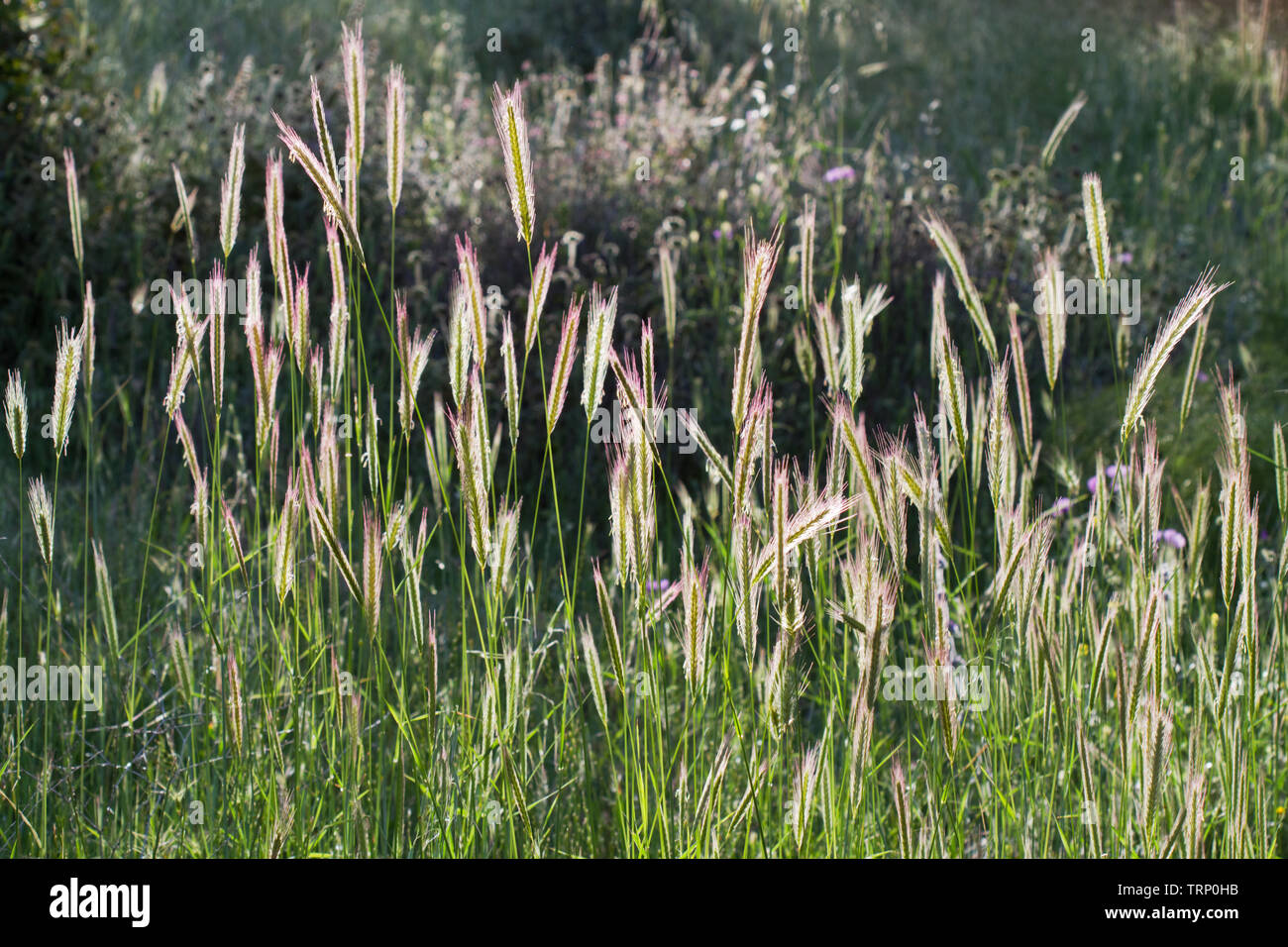 Oreilles de rétro-éclairé une herbe sauvage ou espèces de blé en début de matinée Banque D'Images