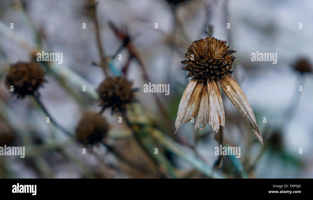 L'automne photo de fleur qui a perdu la plupart de ses pétales Banque D'Images