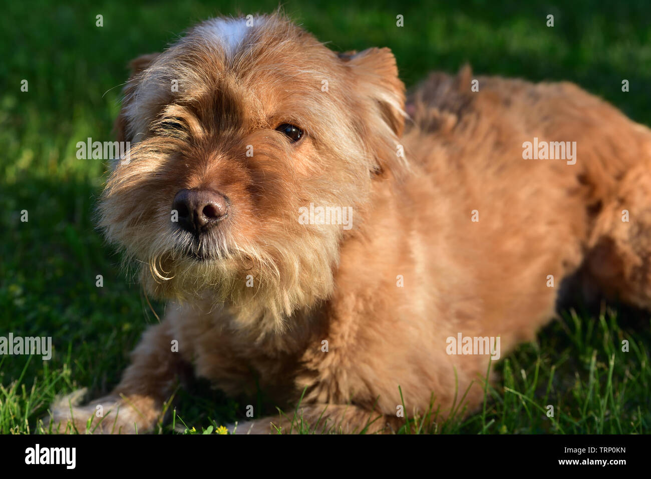 Un petit chien brun poilu se trouve dans la prairie et l'air vers le haut  Photo Stock - Alamy