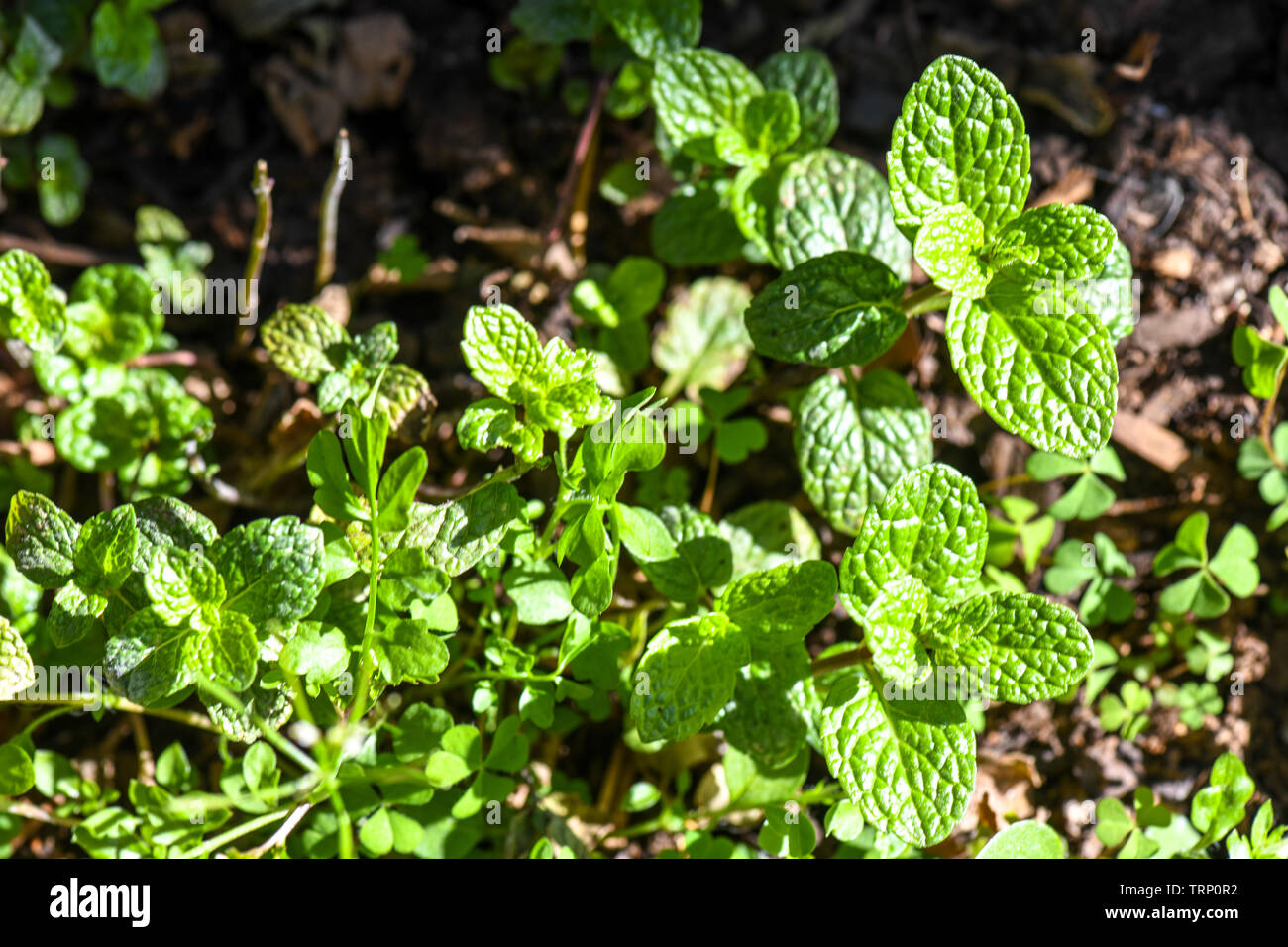 Jardins familiaux de menthe dans un récipient pot au soleil avec du compost et de fraîcheur. C'est une herbe utilisée pour l'arôme et fins culinaires Banque D'Images