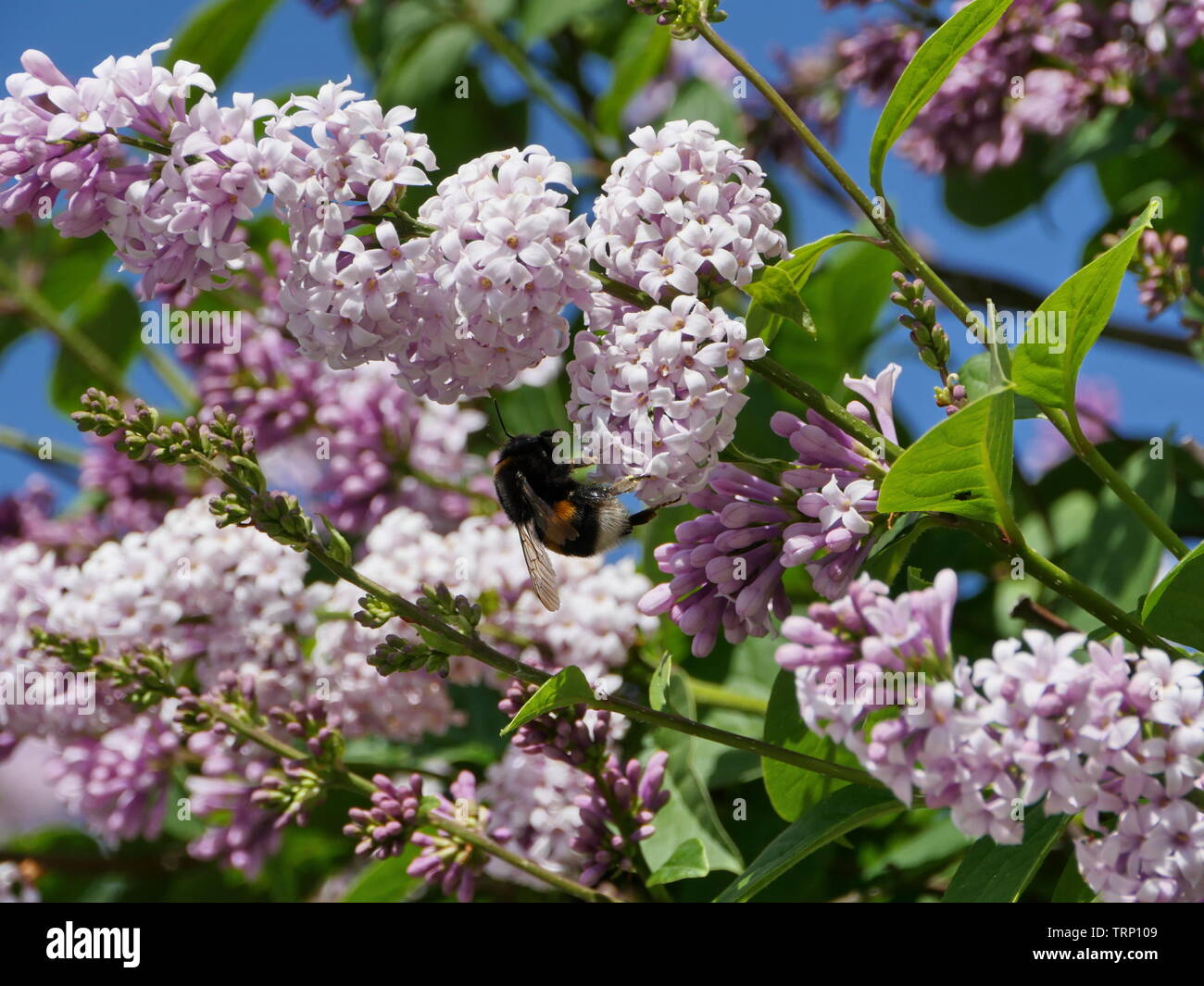 Shaggy bumblebee sur la pollinisation des fleurs lilas et collecte de nectar Banque D'Images