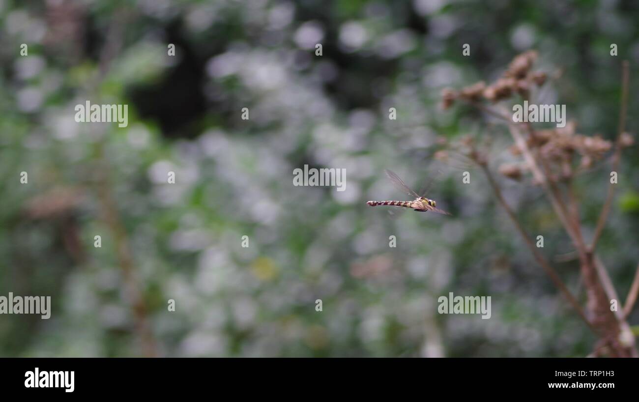 Le sud de Hawker Dragonfly (Aeshna cyanea), Hawking / Voler à travers les bois. Ludwell Valley Park, Exeter, Devon, UK. Banque D'Images