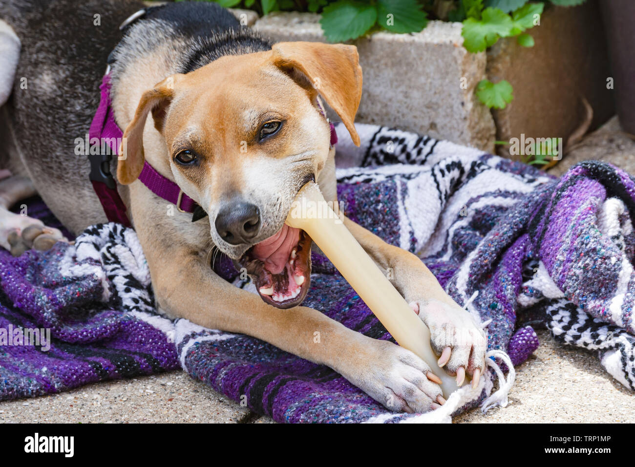 Mélanger Beagle chien à mâcher sur un os tout en étant assis sur une couverture sur le ciment. Banque D'Images