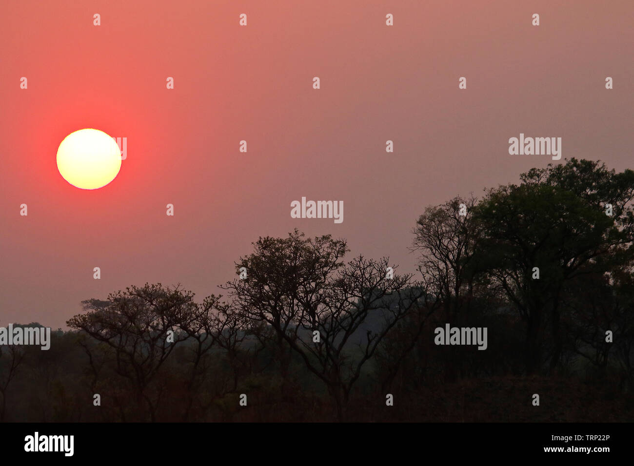 Lever du soleil dans la savane. Kafue National Park. La Zambie Banque D'Images
