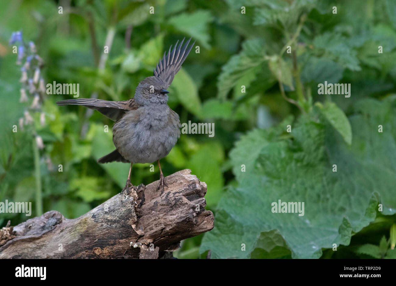 Nid juvénile, Prunella modularis vous attend pour être nourris. Banque D'Images