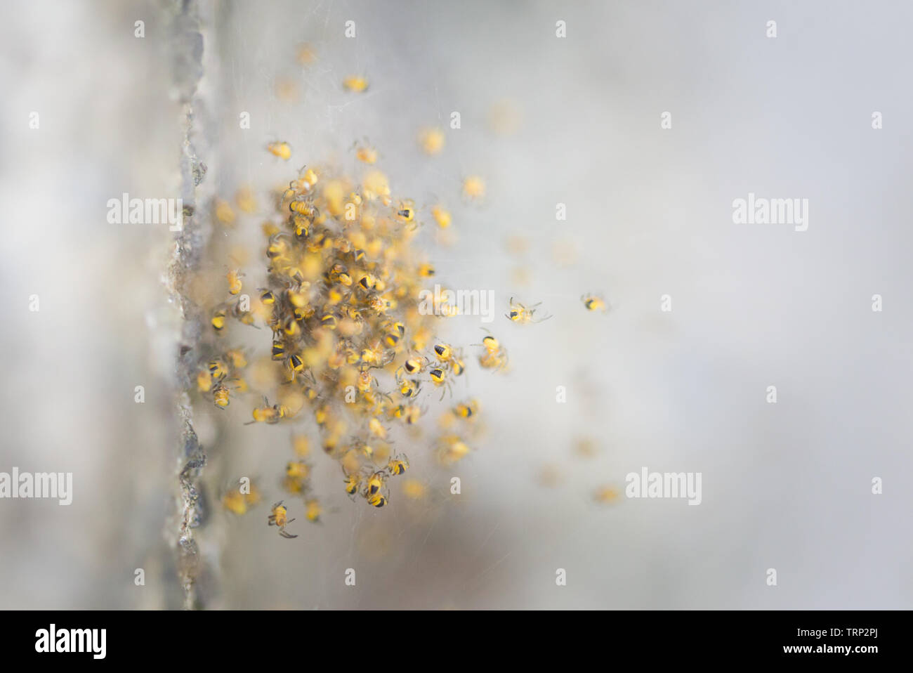 Des centaines de minuscules araignées bébé dans une boule sur un web araignées sur un pas concret dans le jardin. Banque D'Images
