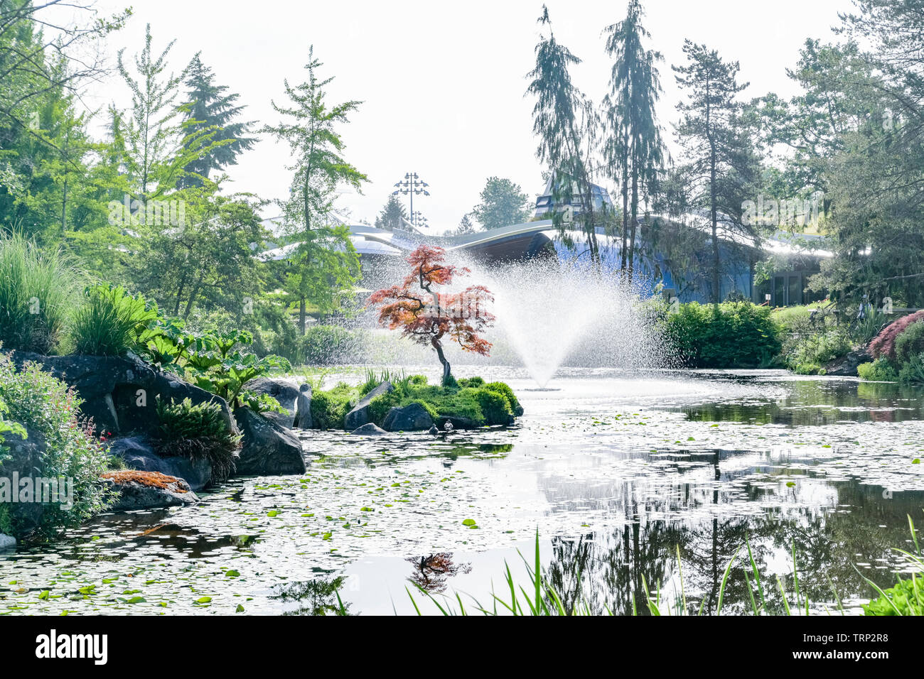 Étang, VanDusen Botanical Garden, Vancouver, British Columbia, Canada Banque D'Images