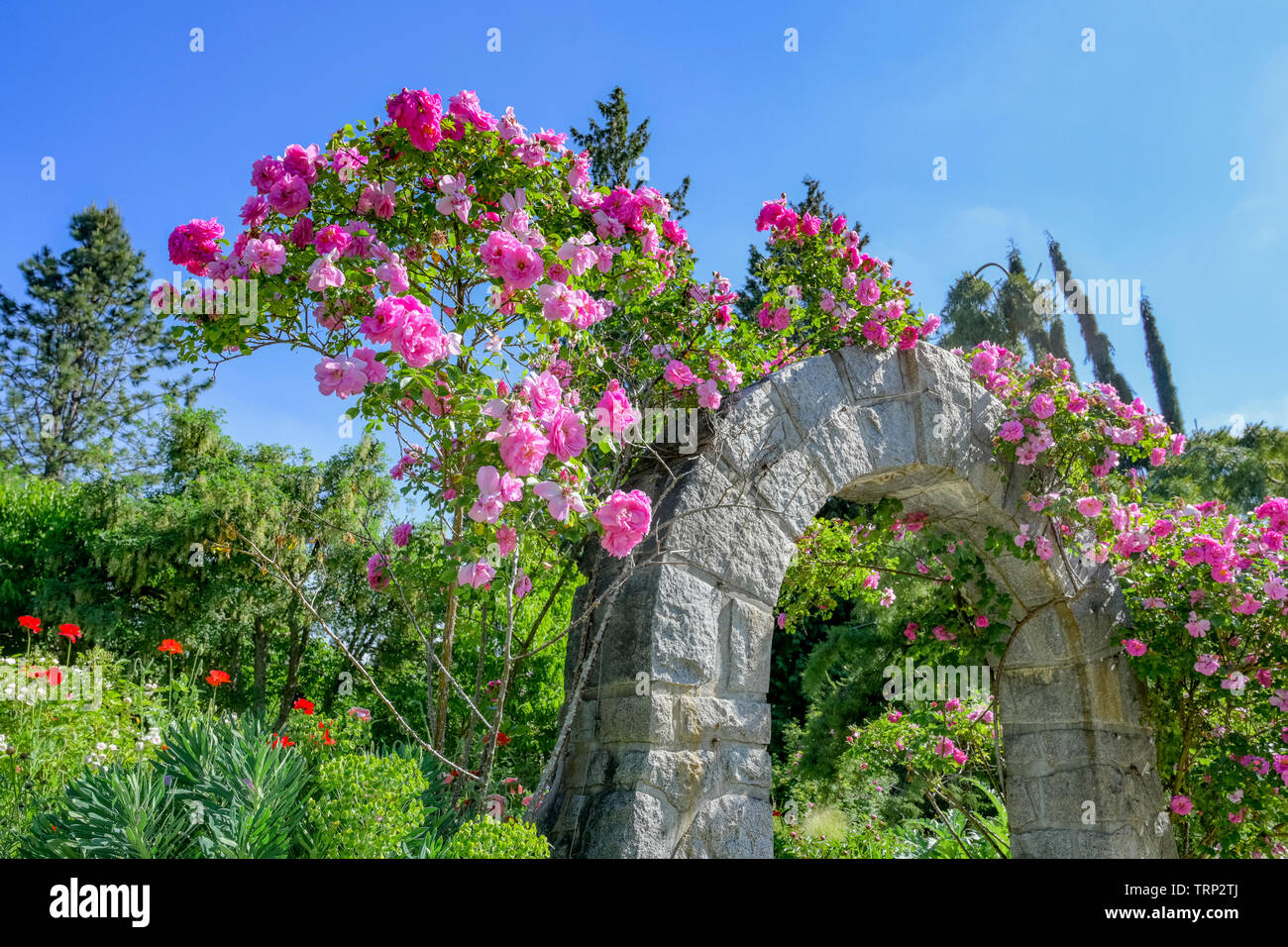 Rose arbor, Roseraie, Jardin botanique VanDusen, Vancouver, British Columbia, Canada Banque D'Images