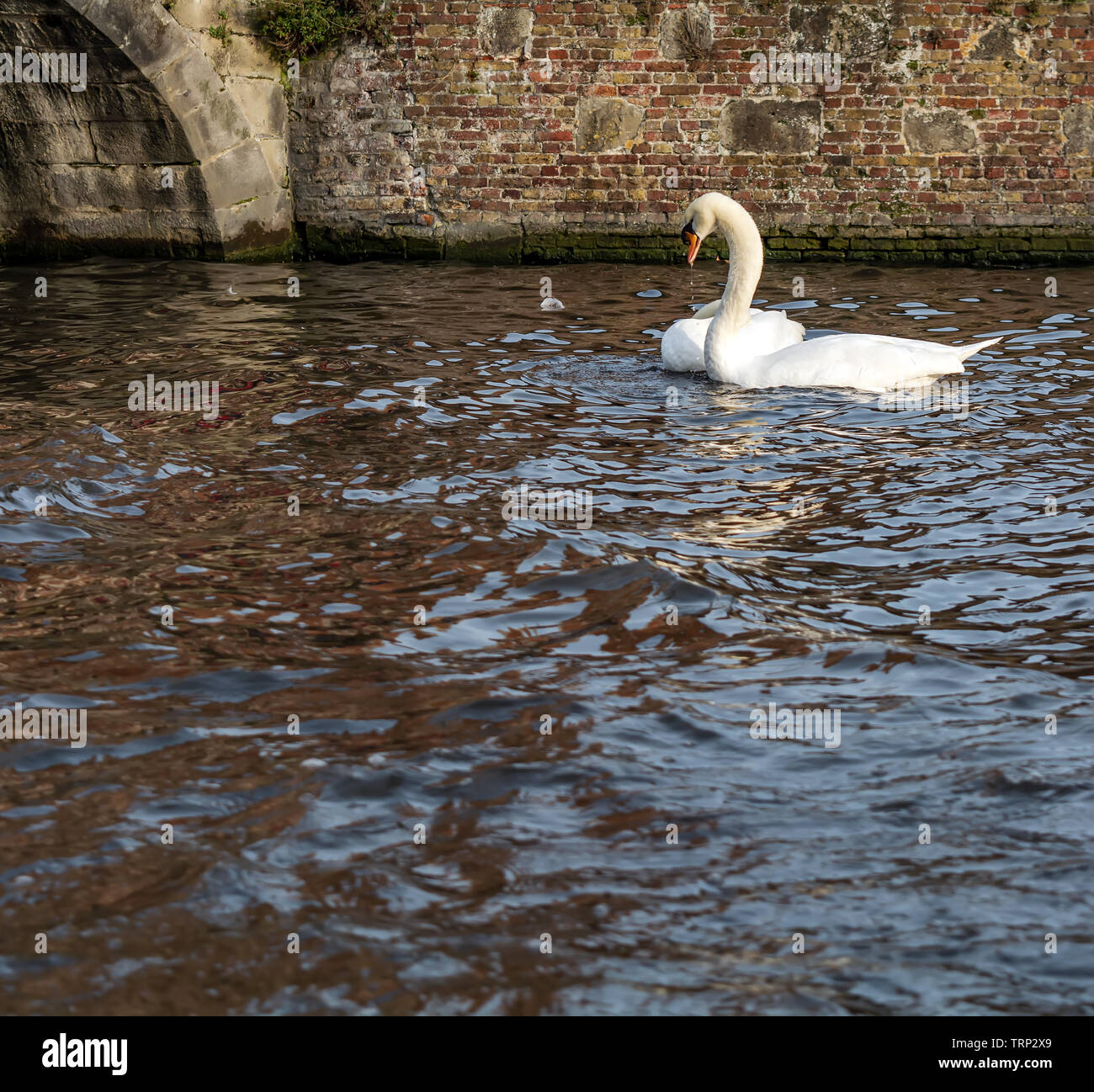 Couple de cygnes sur le canal de Bruges. Magnifique swan couple tourné dans la ville la plus romantique au monde - Bruges, Belgique. Banque D'Images