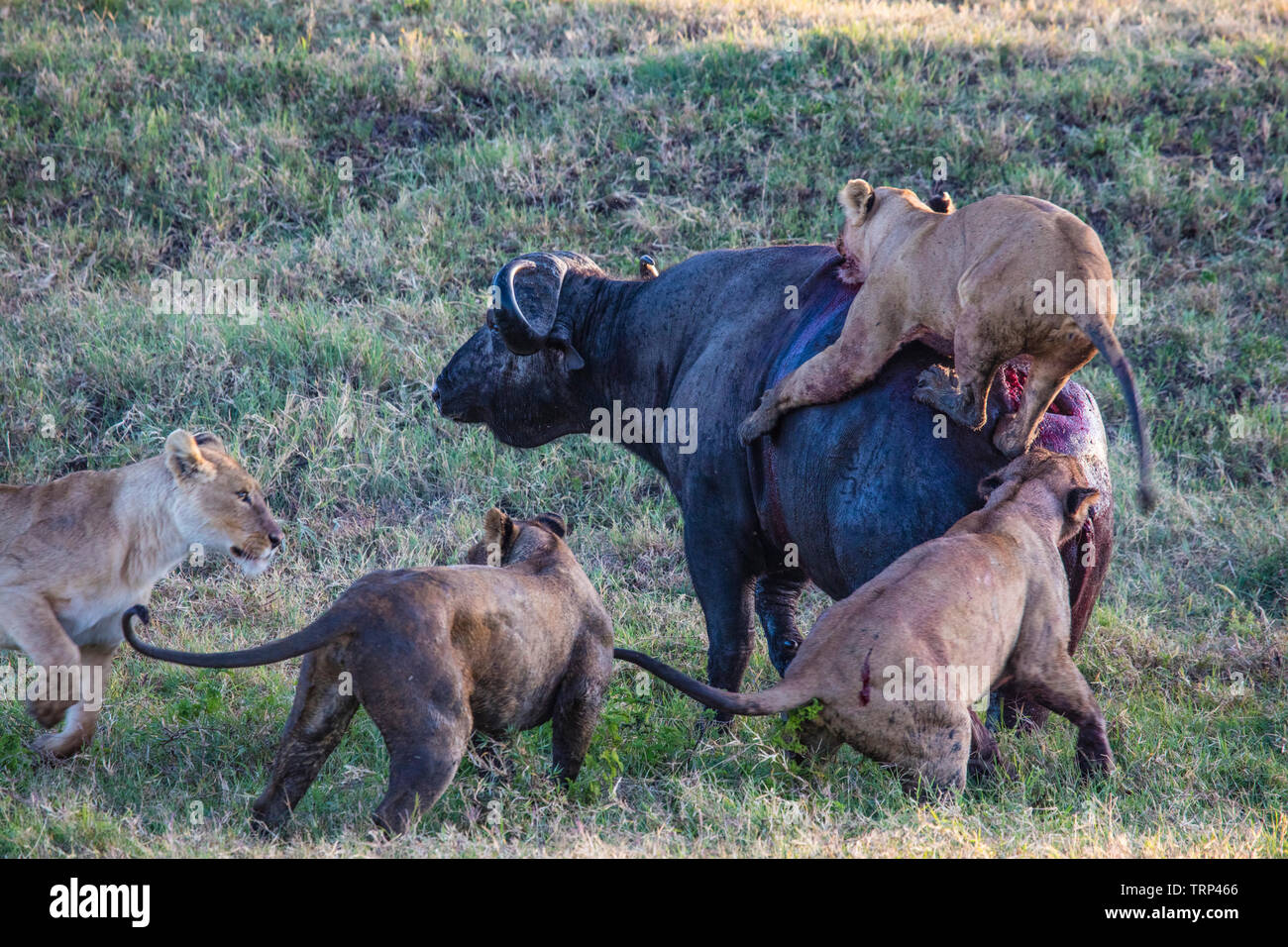 Lionnes, partie d'une fierté, d'enlever un buffle dans le cratère du Ngorongoro, en Tanzanie. Cooperativelly la chasse. Les lions sont souvent tués par buffle tout en essayant d'enlever et de tuer ce dangereux animal. Banque D'Images