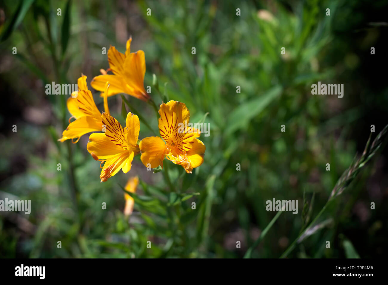 Jardin de fleurs, SAN FRANCISCO, CA - 17 juin 2017 : une image de fleurs dans un jardin botanique situé à San Francisco's Golden Gate Park. Banque D'Images