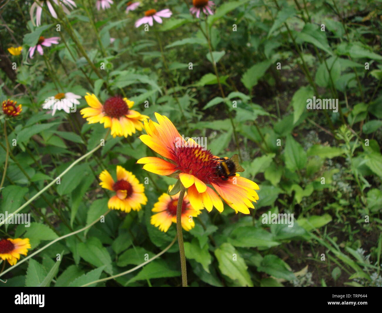 Abeille sur fleur jaune et orange tête de rudbeckia ou black-eyed susan recueillir le nectar et polinate fleurs Banque D'Images