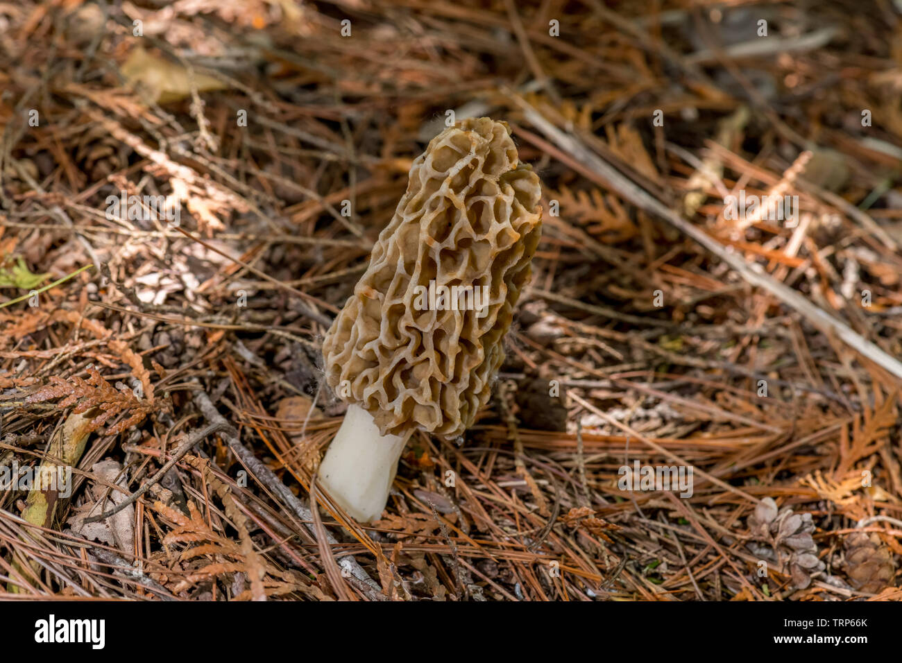 Un vrai morille (genre Morchella) un champignons comestibles qui pousse sur le sol de la forêt. Banque D'Images