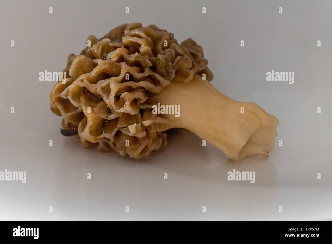 Un vrai morille (genre Morchella) un champignons comestibles sur une assiette. Banque D'Images