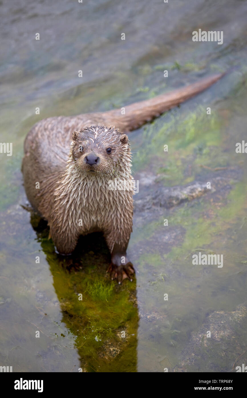 Otter à la caméra vers l'article dans l'eau de mer Banque D'Images