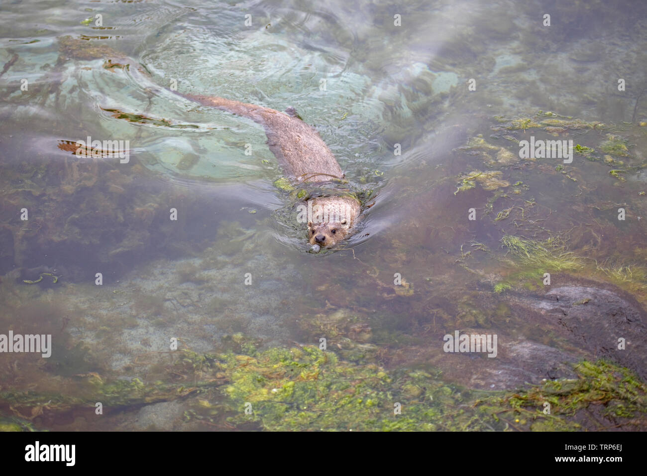 La loutre de mer en faisant des bulles par le nez Banque D'Images