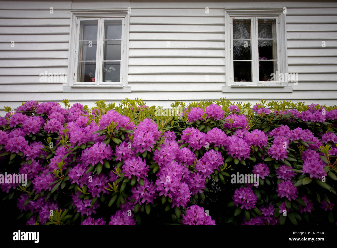 White cottage dans Gamies Stavanger, Norvège Banque D'Images