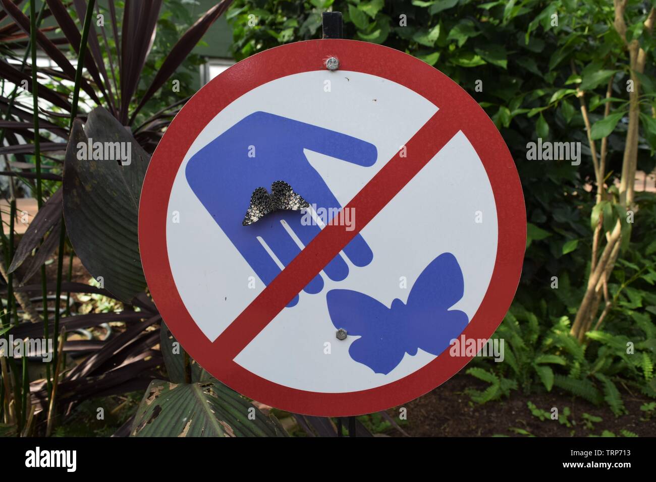 Gray Cracker butterfly resting on sign Banque D'Images