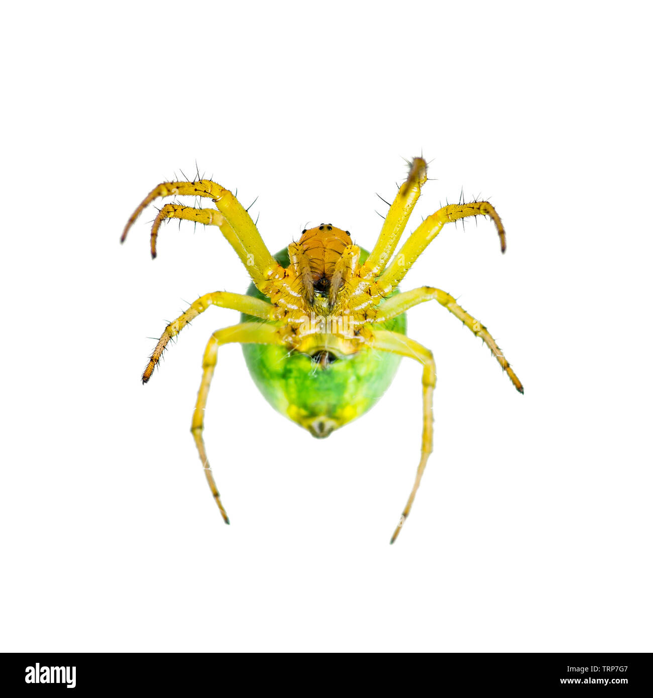 Araignée jaune insecte arachnide isolated on White Banque D'Images