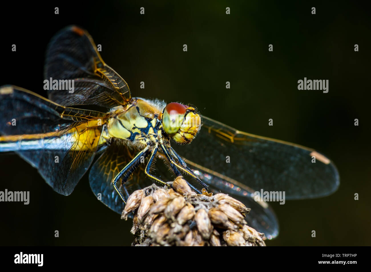 Dragonfly Insect Sitting on plante Macro Portrait sur fond noir Banque D'Images