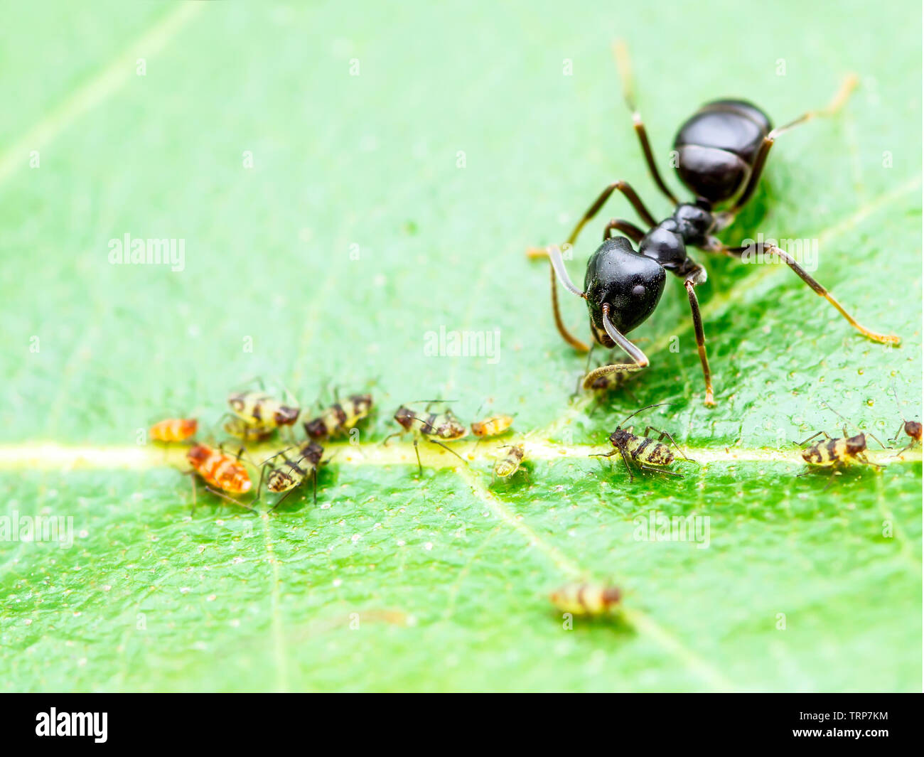 Colonie de pucerons et fourmis sur feuille verte Banque D'Images