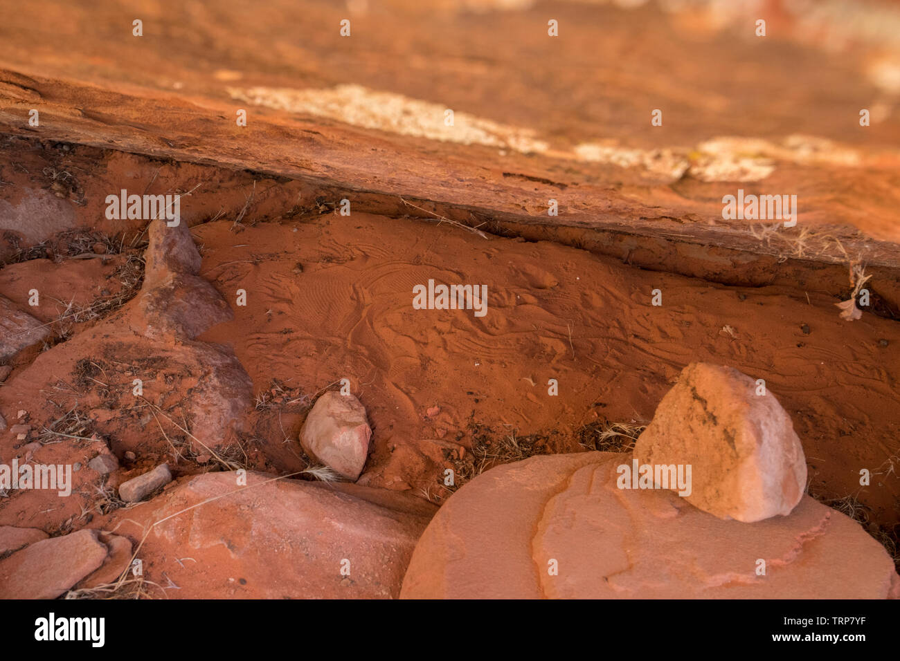 Impression d'un corps gila monster dans un refuge, site de l'Utah. Image montre un site qui a été utilisé par un gila monster à l'ombre durant la journée. Banque D'Images