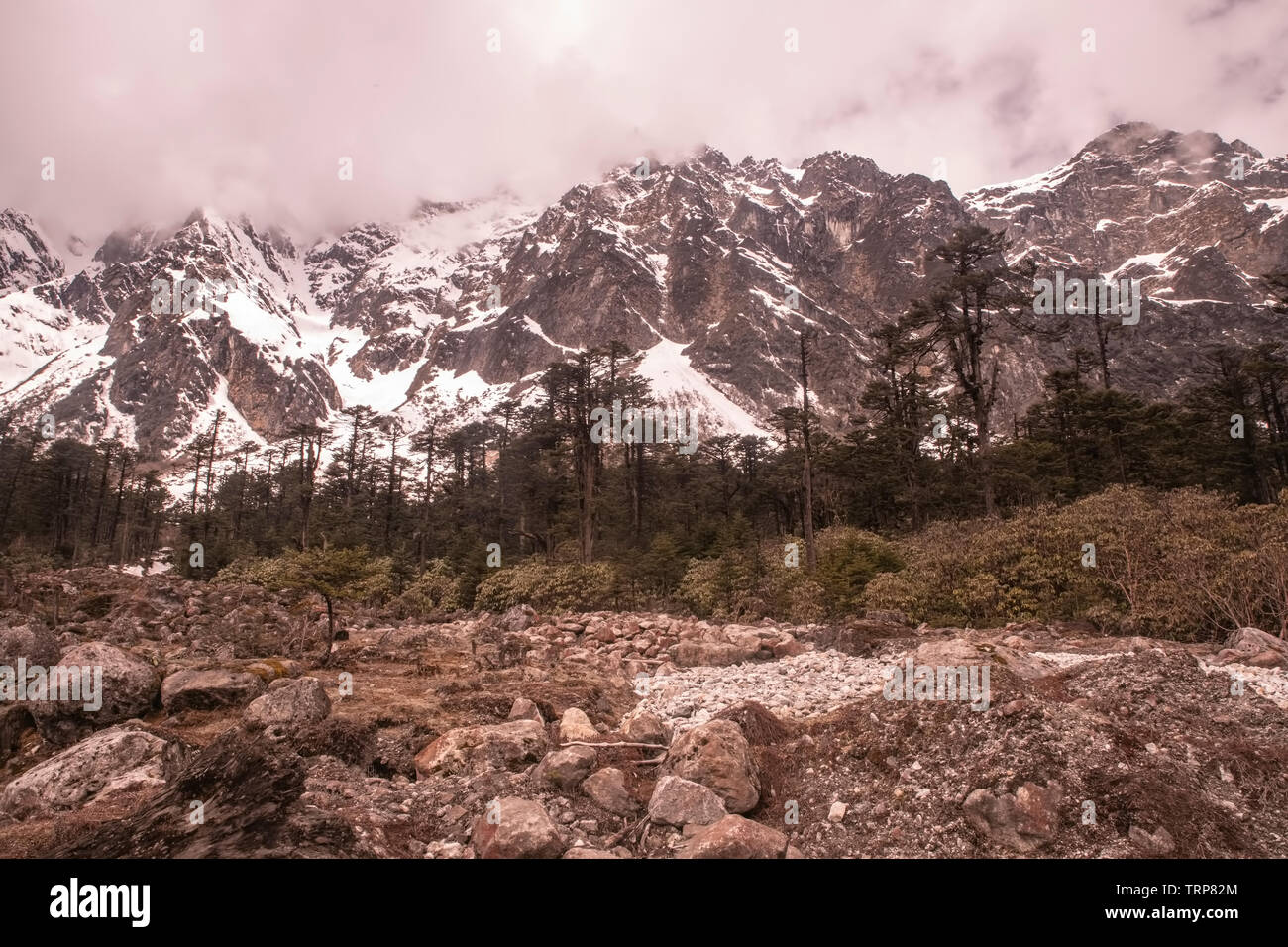 Youngtham Vallée des Fleurs,une beauté sauvage, de ,Nature,malgré la dévastation,de,Avalances,le nord du Sikkim, Inde. Banque D'Images