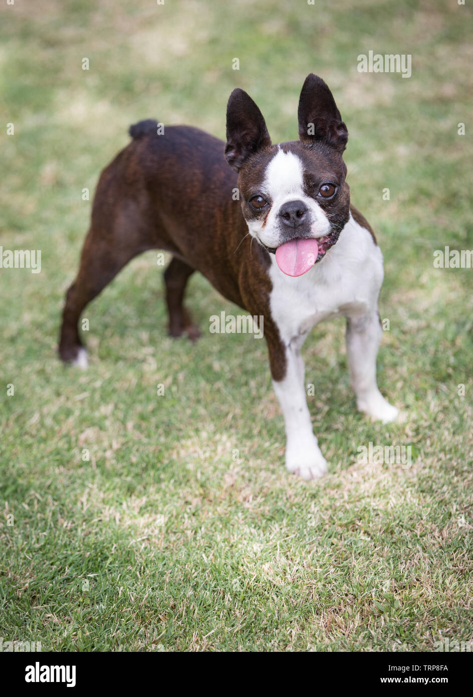 Boston Terrier femelle Banque D'Images