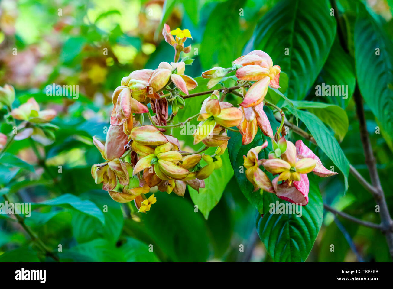 Le calice développé en cinq lobe de rose orange et jaune avec des poils courts selon les branches les feuilles, pétales de fleurs Banque D'Images