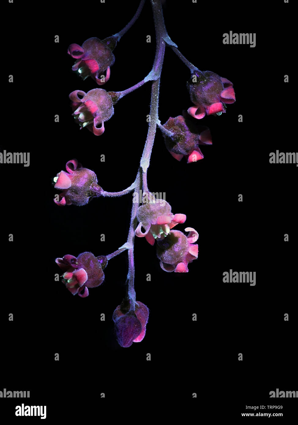 La fluorescence des fleurs groseille, Ribes rubrum, photographiée en lumière ultraviolette (365 nm) Banque D'Images