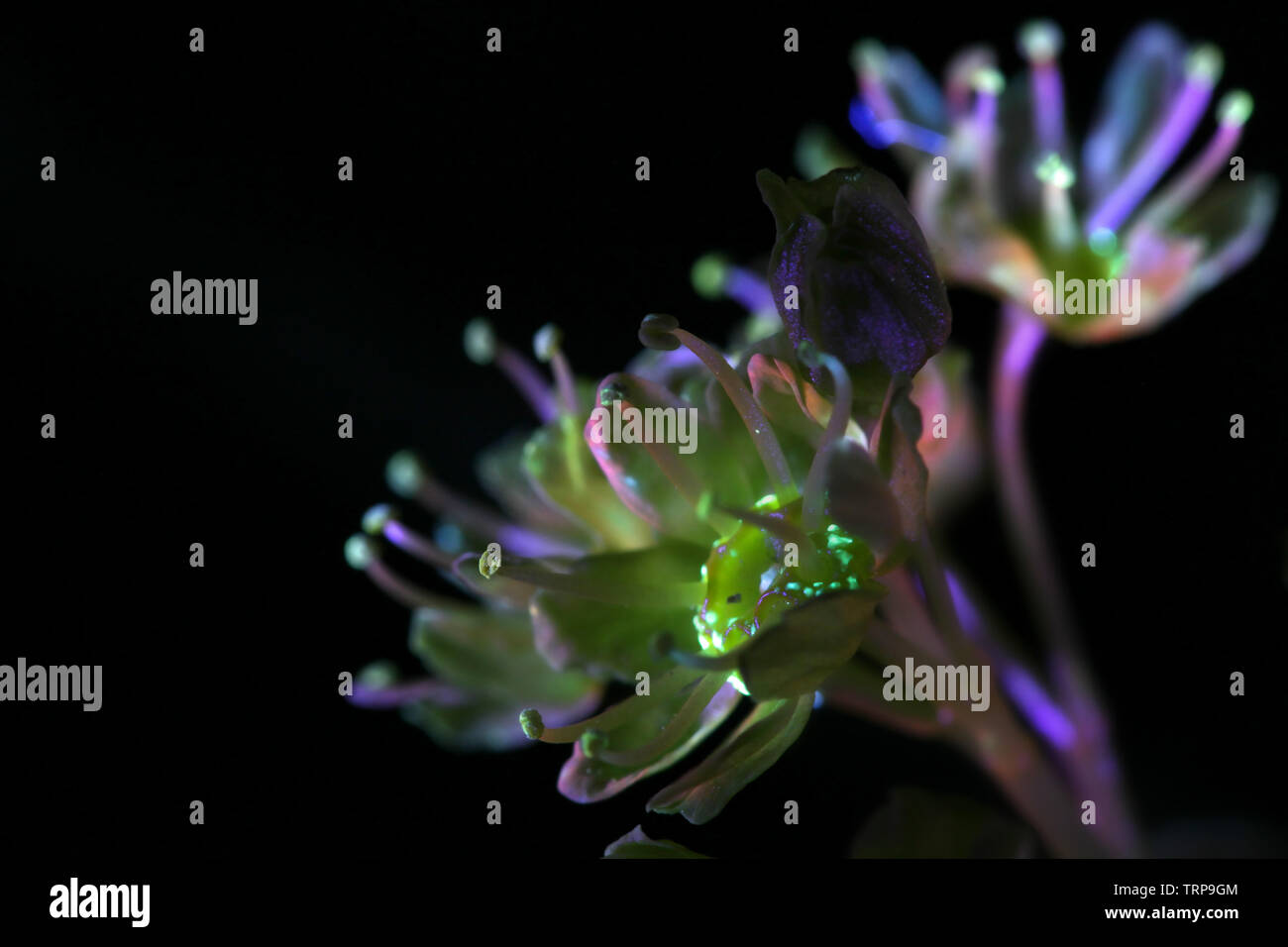 Fleurs de Norway maple, Acer platanoides, photographiée en lumière ultraviolette (365 nm) Banque D'Images