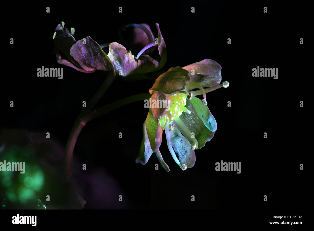 Fleurs de Norway maple, Acer platanoides, photographiée en lumière ultraviolette (365 nm) Banque D'Images