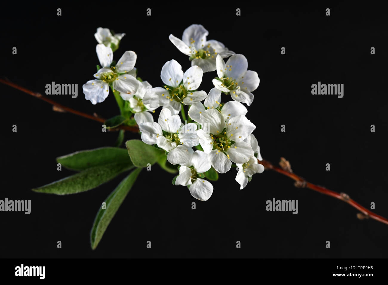 Spiraea cinerea 'Grefsheim', connu sous le nom de spirée Garland ou spirée première neige Banque D'Images