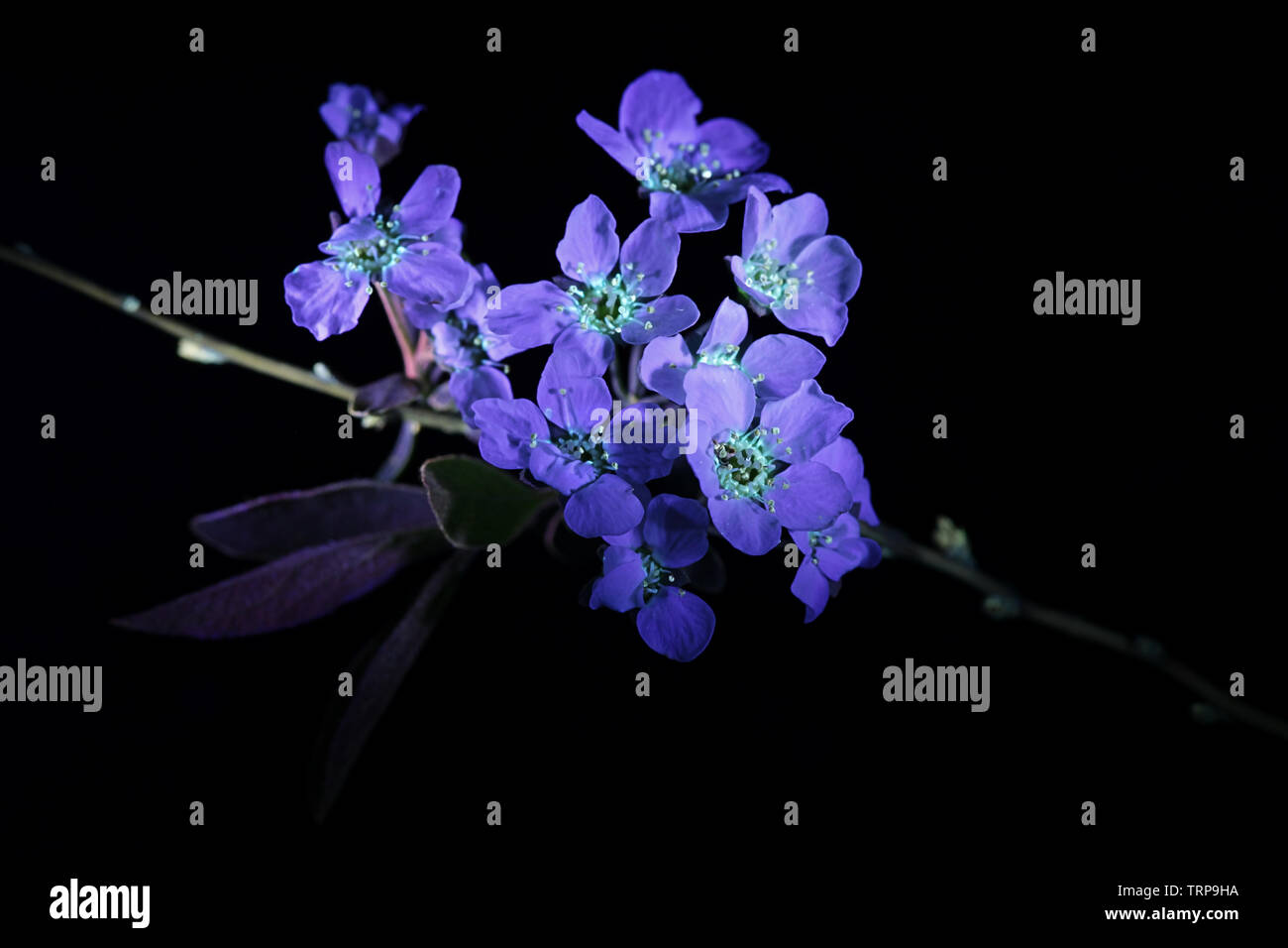 Spiraea cinerea 'Grefsheim', connu sous le nom de spirée Garland ou première neige spirea, photofraphed dans l'ultraviolet Banque D'Images