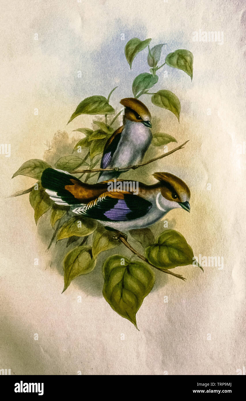 21.Nov.2004- vieille lithographie d'oiseau indien kalyan maharashtra INDE Banque D'Images